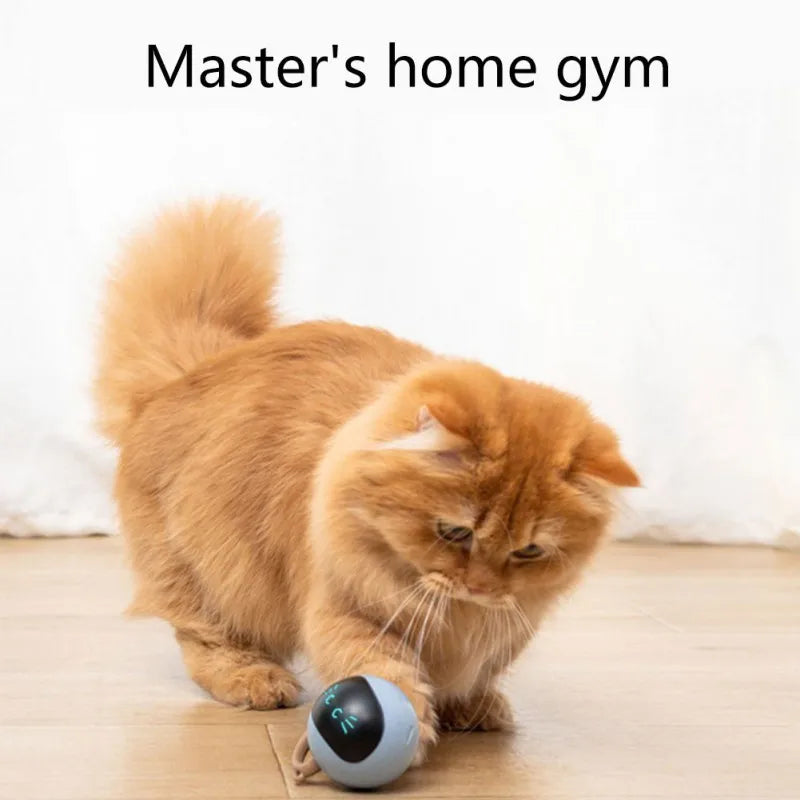 Interactive Cat Toys