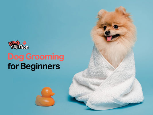 Dog Grooming for Beginners: A Comprehensive Guide