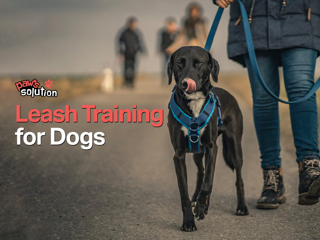 Leash Training for Dogs: A Comprehensive Guide