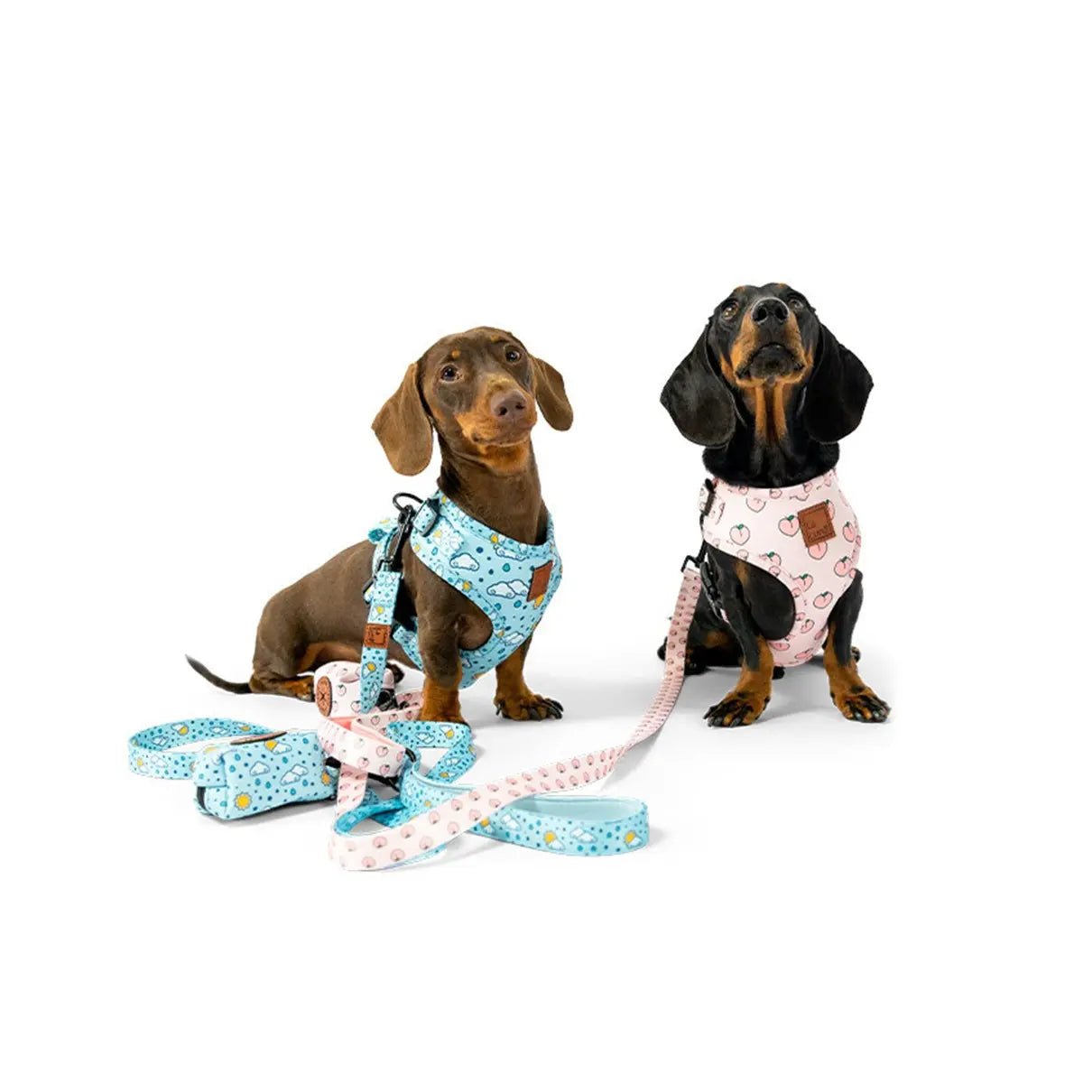 Collars, Harnesses & Leashes